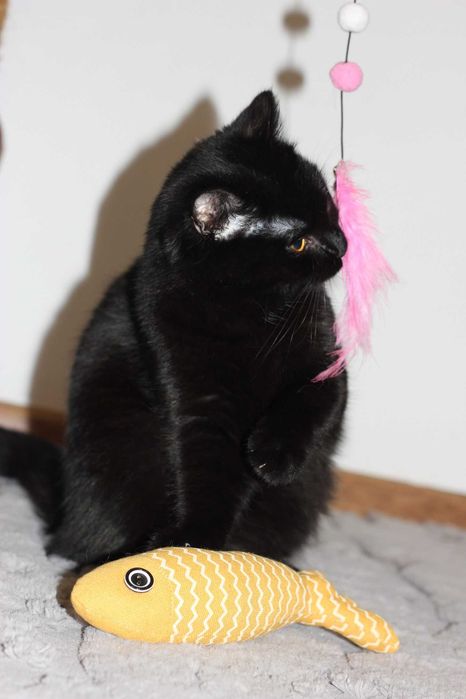 Mila szuka wspólnego domu z Milką! Fundacja "Stawiamy na Łapy"