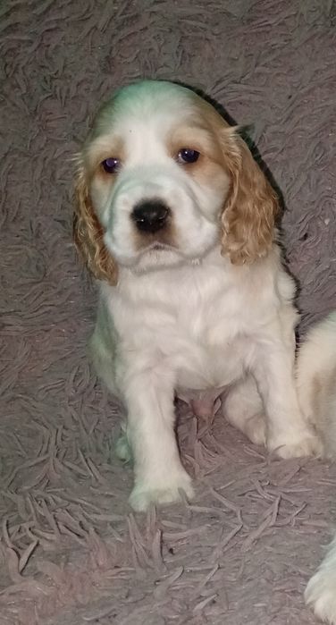 Cocker spaniel angielski