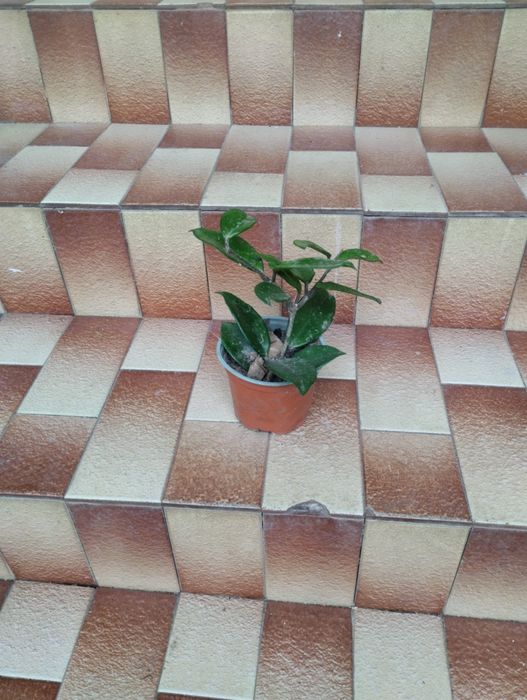 Flor de cera 10 vasos