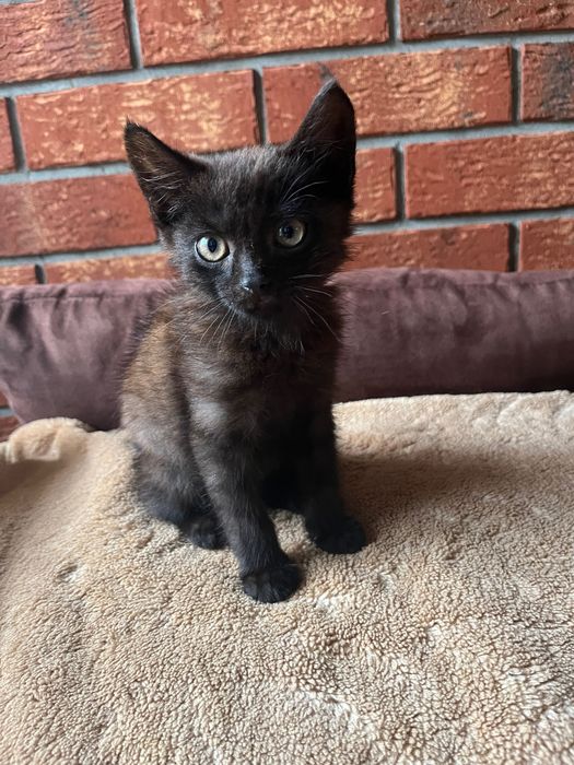 kocurek do adopcji