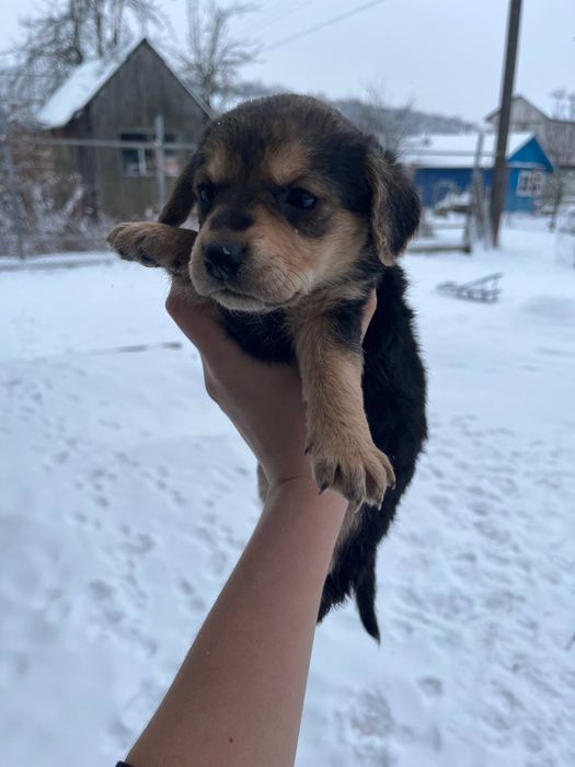 Цуценята дівчатка