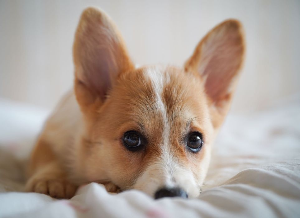 Genetycznie zdrowe Corgi FCI – przebadani rodzice