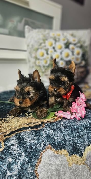Piesek Yorkshire terrier york