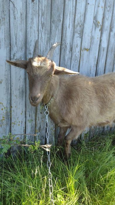 Казочки дійні, молочні
