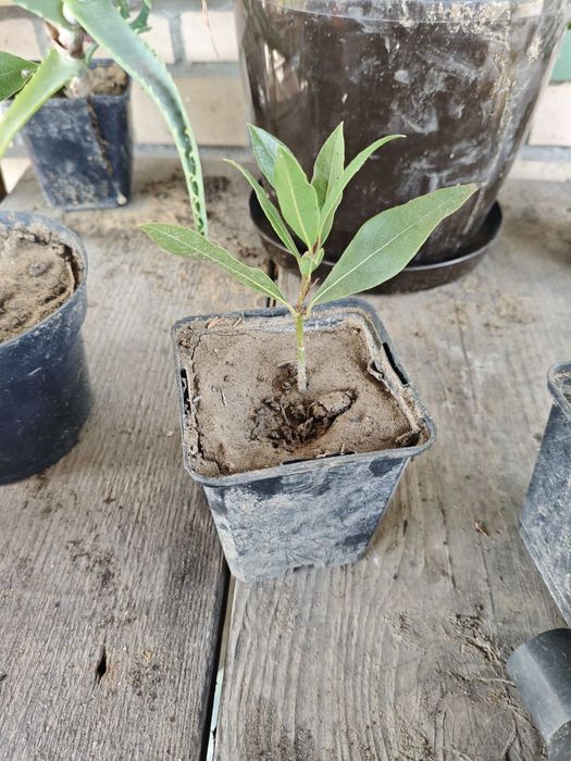 Алоє и лаврове дерево