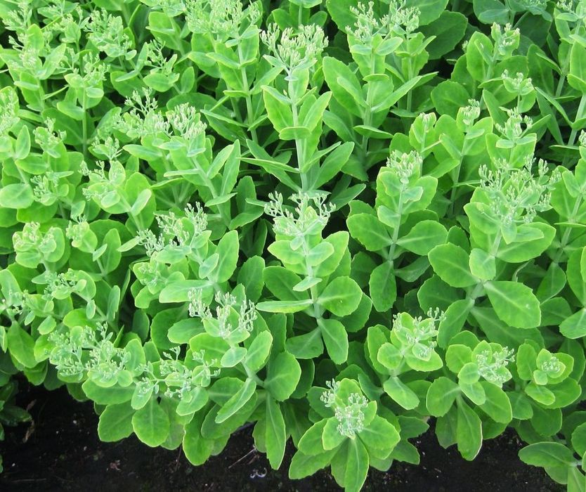 Очіток видний рожевий Седум