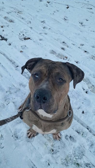 American bully xl