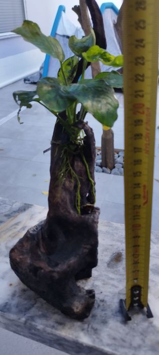 Tronco com plantas