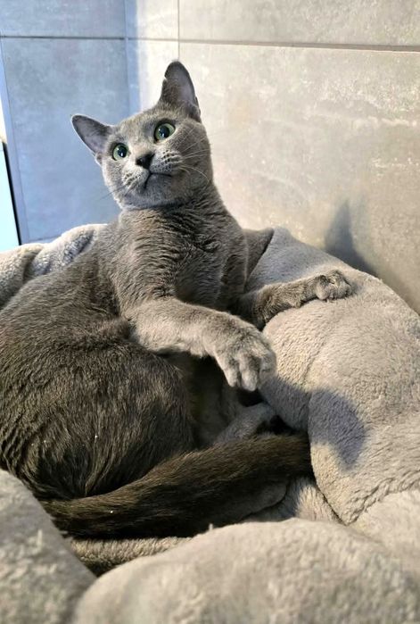 Ingrid - cudowna kotka szuka domu