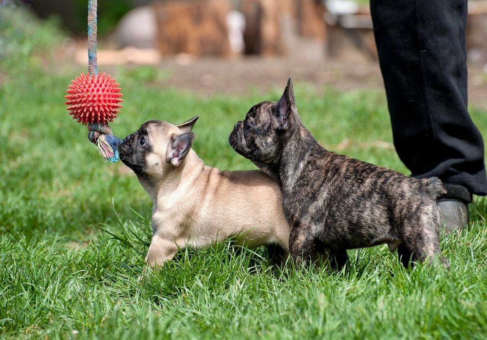 buldog francuski FCI szczenię piesek