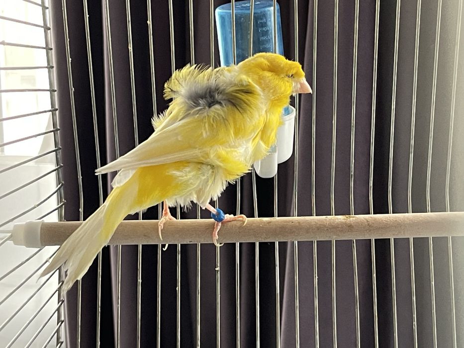 Клетка для канарейки