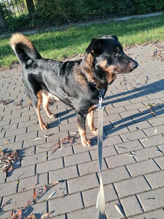 Oddam psa rocznego w dobre rece