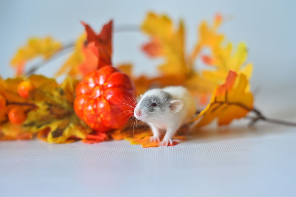 Тілтки у вас будуть такі пацюки. Дамбо з розплідника