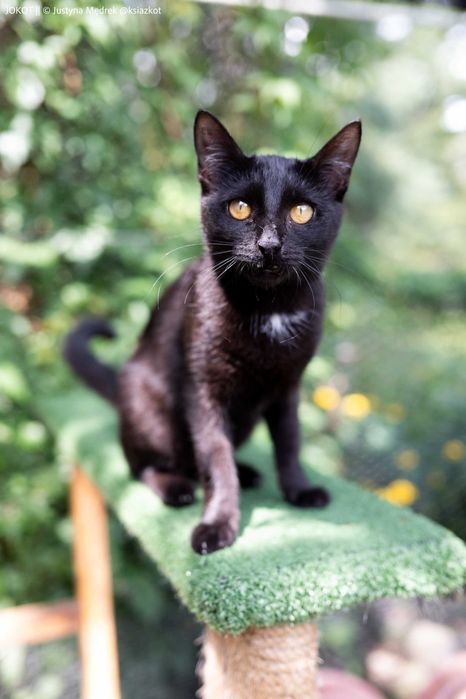 Mała, czarna kotka Pamela do adopcji (akceptuje psy!)
