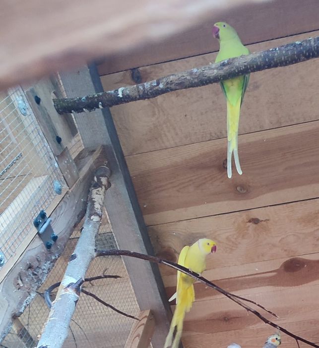 Pary legowe papug średnich