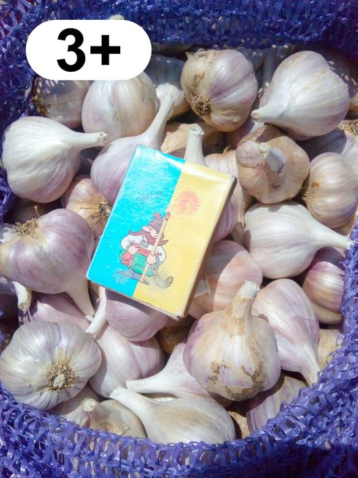 Часник домашній, Любаша, Харківський