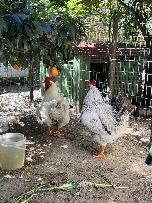 Galos caseiros com carne muito boa com cerca de 6a7 kilos