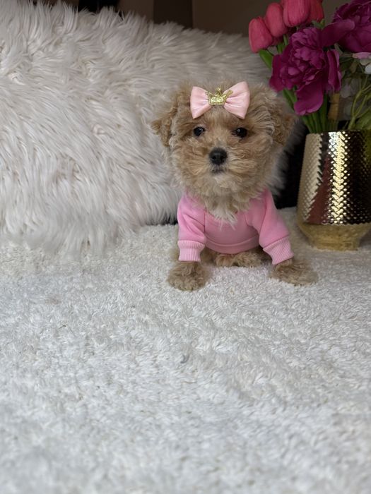 Найкрасивіші мальтипу