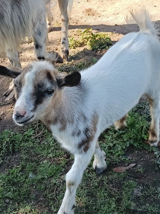Vendo Cabritinho mocho de estimação