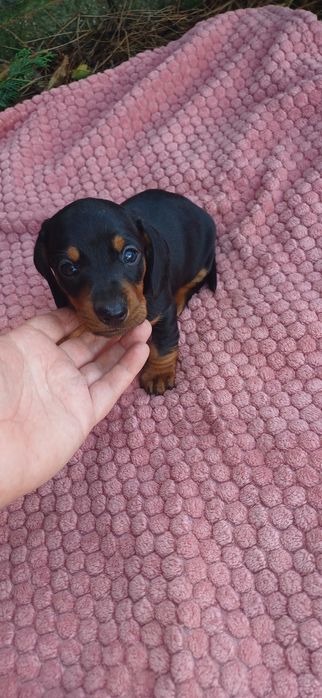 Teckel miniatura femea