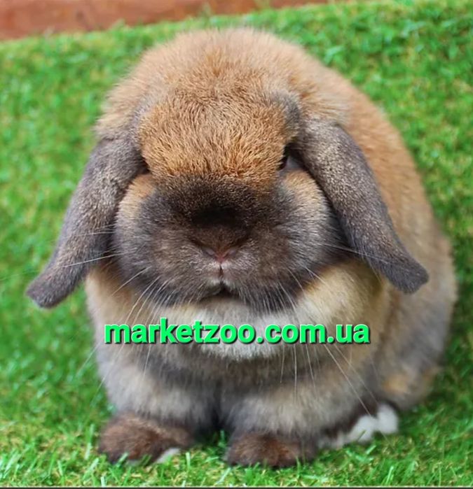 карликовые мини mini мiнi lop баранчик кролики сиамский вислоухий