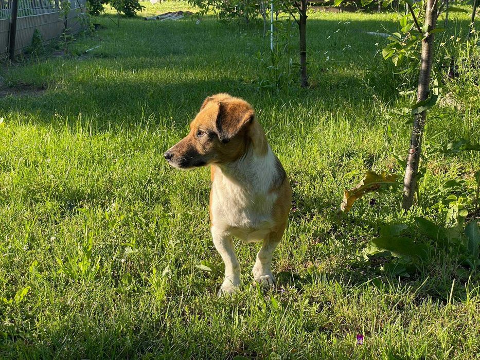 Prosimy o domek dla Władzi.