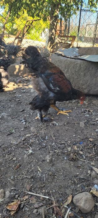 Machos Brawma perdiz