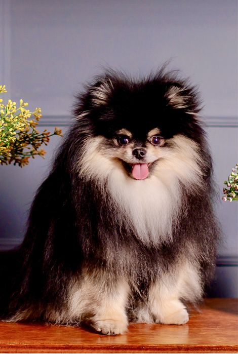 Померанський шпіц. Вʼязка