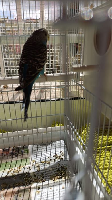 Piriquito criar a mão