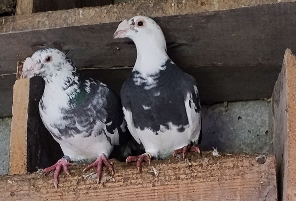 Gołębie Staropolskie