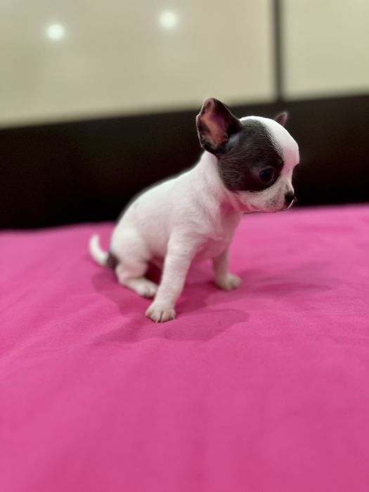 Machinho Chihuahua mini