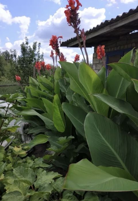 Канни пальмолисті для саду та кашпо (бронь на осінь)