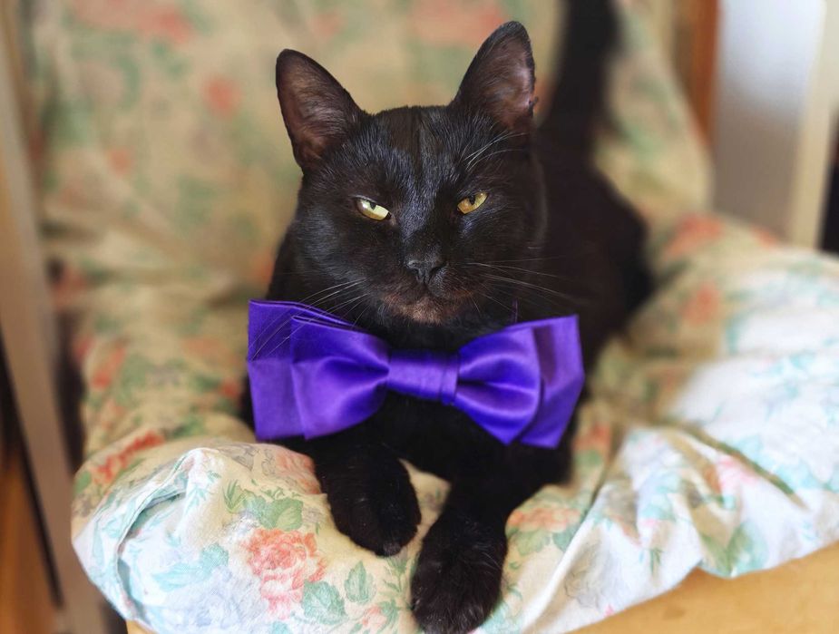 Гарний котик Матюша чекає на свою людину (2 роки). Кастров. Кот