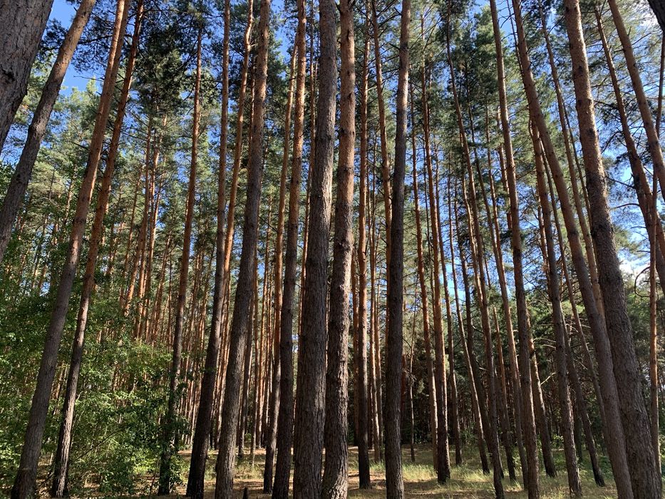 Дача , Їжаківка( Ковалівка), 10км від Полтави