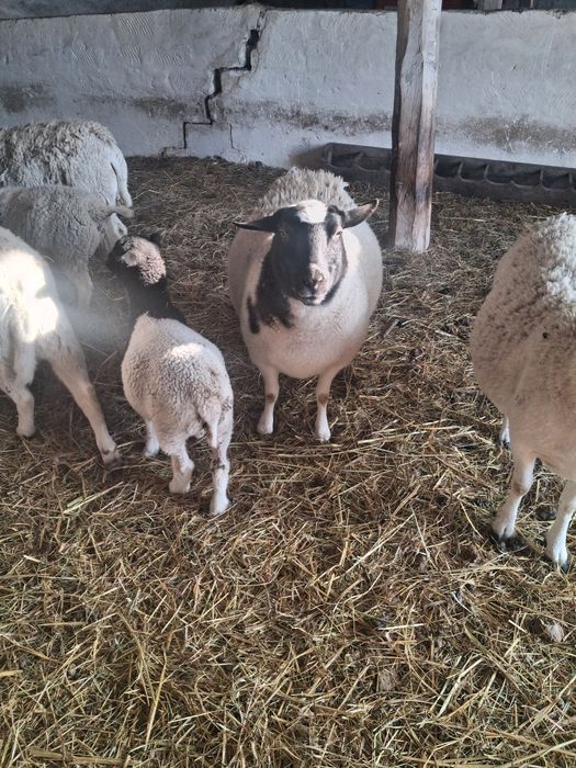 Продам на племя крос-дорперів.