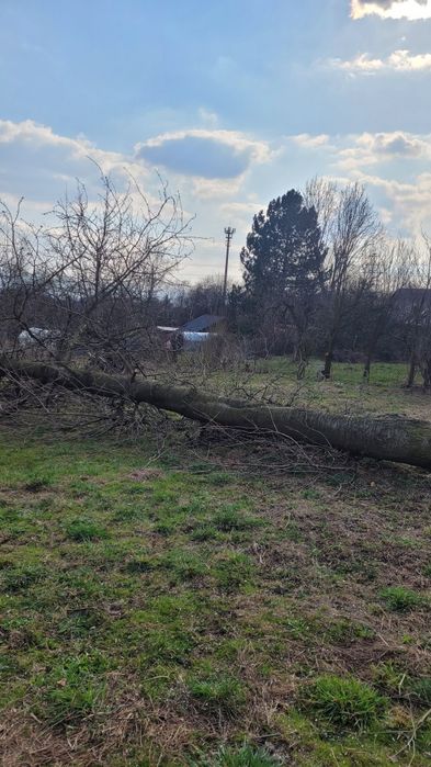 Drzewo wiśnia w klocu