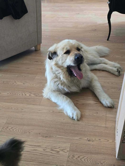 Łagodny, spokojny, Misiek do adopcji