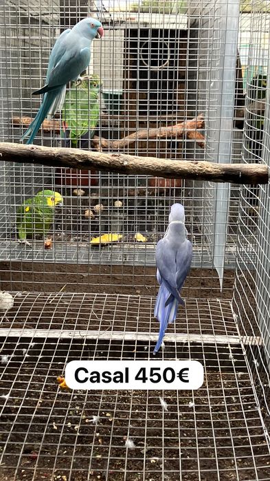 Ring necks 2022 e 2019