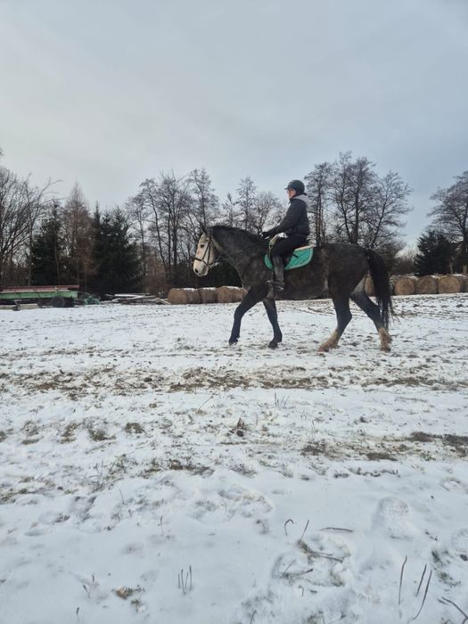 4 letni Ogier śląski