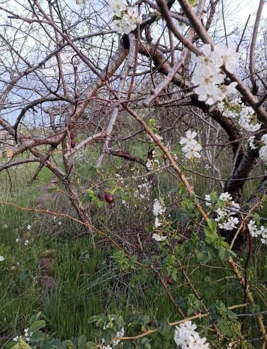 Продаж земельної ділянки