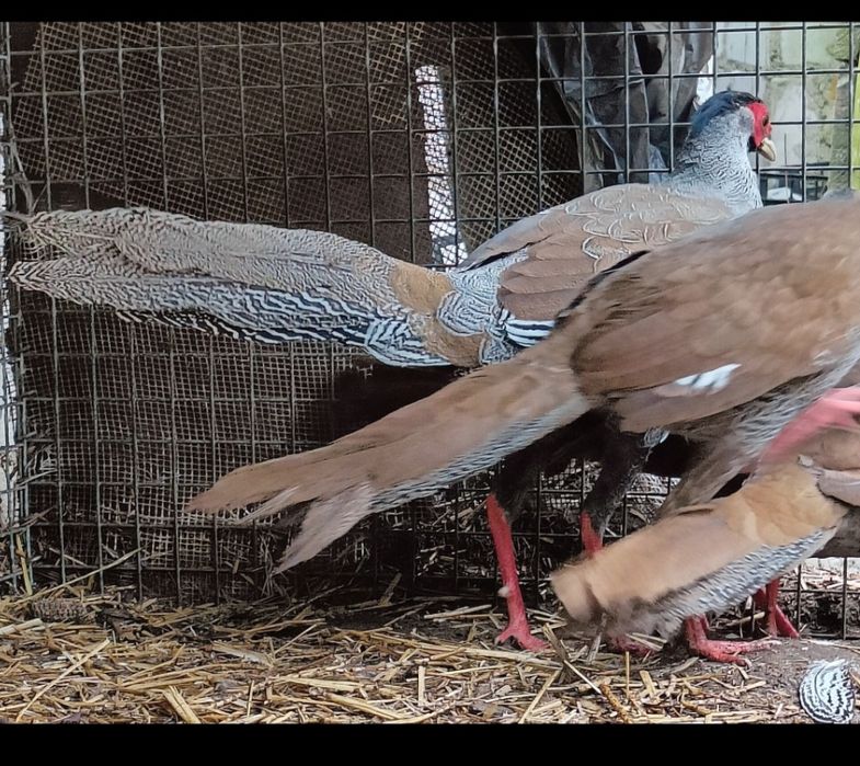 Bażant srebrzysty, kiściec