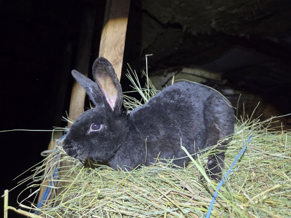 Кроличка породи рекс чорна 3,5 міс