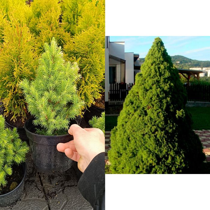 Ялинка коніка 1.5л