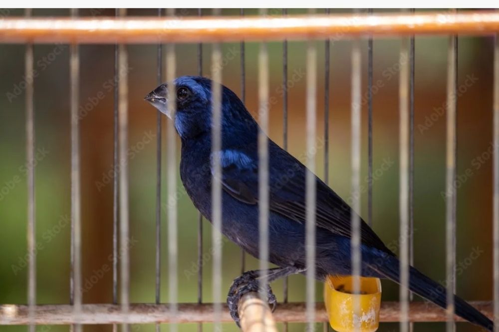 Linda ave casal disponivel