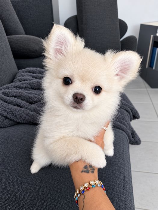 Sprzedam chihuahua