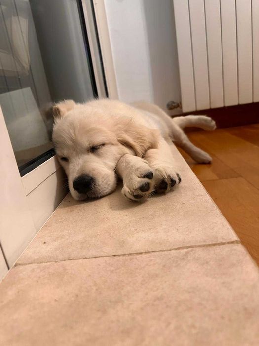 Golden retriever