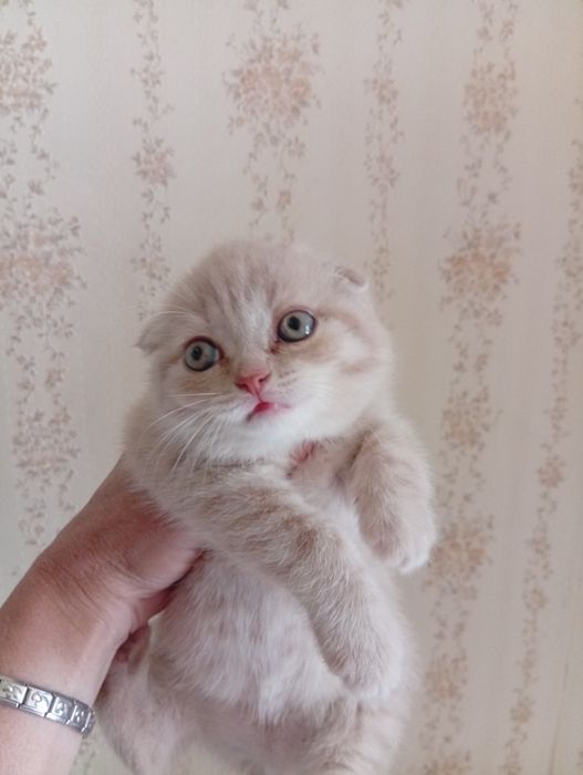 Вислоухий шотландский мальчик