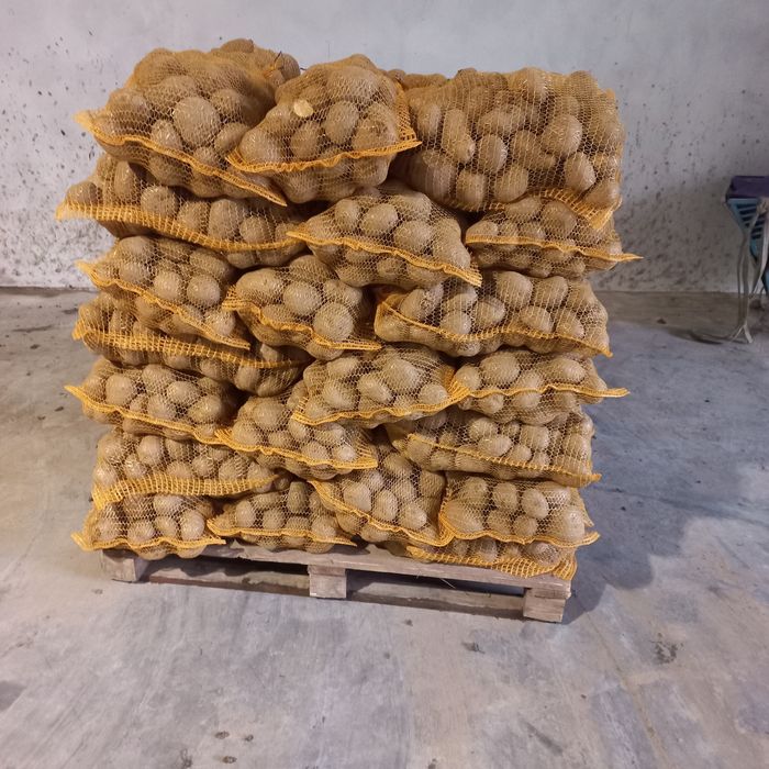 Ziemniaki jadalne soraya,bellarosa,denar,Jurek