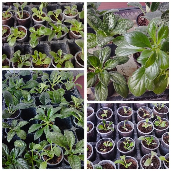 Примуліна хірита