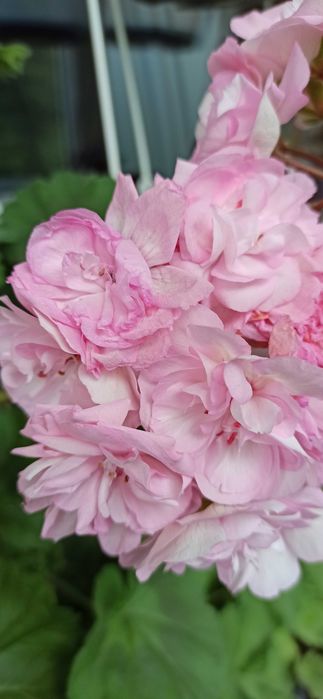 Пеларгонія сорту Ася